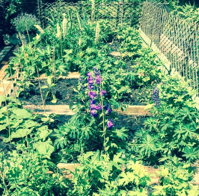 notre propre potager 768x757