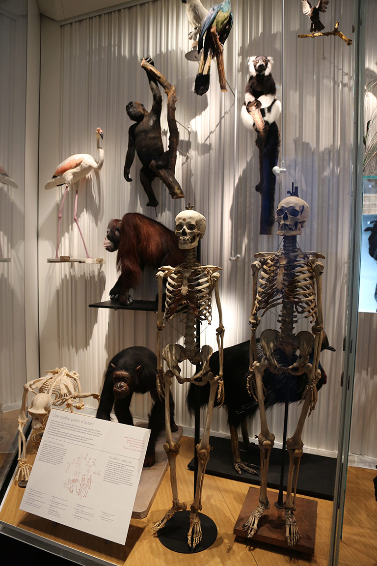 galerie primates